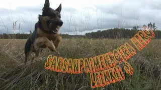 Saksanpaimenkoira Hero Leikkii Metsässä