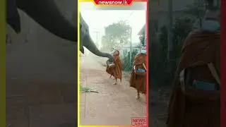 Elephant collects food from Buddhists #newsnow  #viral #Elephant