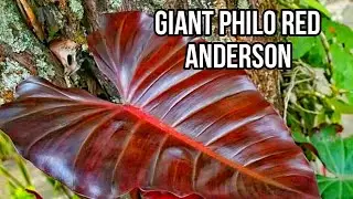 How to Propagate a Giant Philodendron