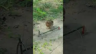How to make quail bird trap with wooden #shortvideo #quail #animaltrap