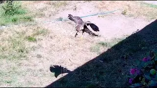 Failed Hawk attack on my chickens