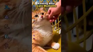 Ranking Best Cat Moments😺