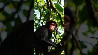 You Won&rsquo;t Believe What This Red-Faced Monkey Did! 🐒🔥 #Shorts