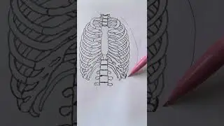 Skeletal bones and names  , A & P project