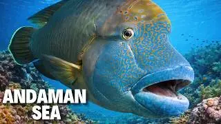 Andaman Sea | The Place Where Evolution Broke All the Laws of Nature | Documentary