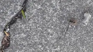 Wasp vs Dragonfly
