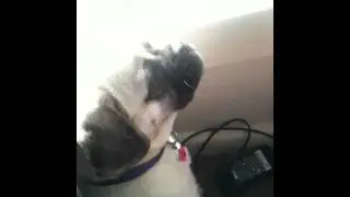 Zali the pug x beagle woofing