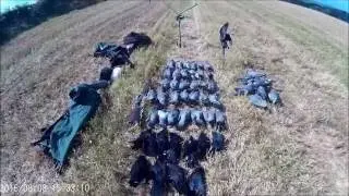 Pigeon shooting on wheat stubble Ireland