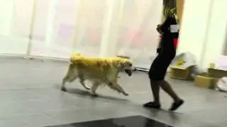 Retriever training before show/Тренинг ретривера перед выставкой