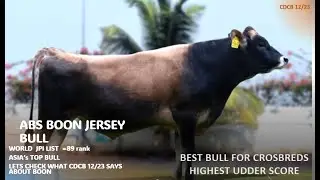 MEET #BOON  #ABS NEW IMPORTED JERSEY BULL: WORLD's TOP JPI BULL with unmatched UDDER SCORE #genomic