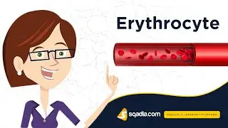 Erythrocyte | Anatomy Histology | Animation Video | V-Learning&trade; | sqadia.com