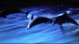 You ~ Anthony Diemer ~ Adiemus ~ Hymn ~ Dolphin Diemer