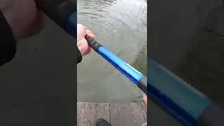 Судак 2,3 кг / real life