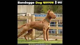 5 Pinscher Dog Breed || #dobermanpinscher #DogEffect's #most dangerous ban dogs
