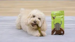 Himalayan yakySNACKS & Leanlix Dog Treats | Chewy