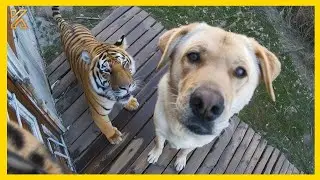 Heartwarming Animal Moments 🐾 | Smart Dogs Leading You Home