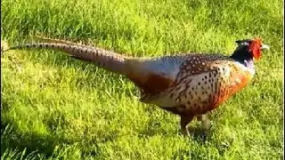 Common Pheasant male calling repeatedly to impress his female