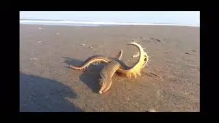 Pink sea star