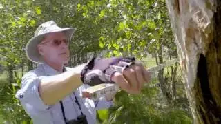 Field Video on the Rewilding of Hart Mountain