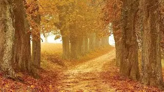 Música Relajante Entre Bosques de Silencio 🌿 Camina Tranquilo, Escucha el Viento