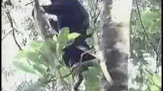 Sifakas of Madagascar (Primates) - PREVIEW