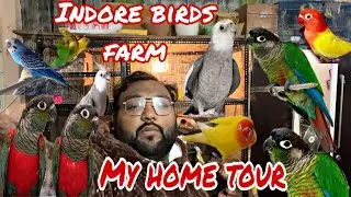 Indore birds farm home tour / indore birds market/ indore budgies/ indore cocktails 