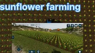 fs23 sunflower,   fs23 sunflower oil,  how to harvest sunflower in fs 23