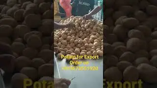 Potato Export Quality as well as Domestic Quality Available