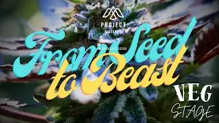 From Seed to Beast: Outdoor Cannabis in Veg Stage (Garden Vibes)
