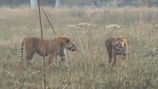 Khali male tiger dominating rival #jimcorbett#massive#wildlife #bengaltiger #tiger#huge #nature 