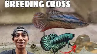 bACK Cross breeding betta fish ‼️