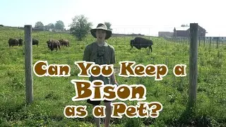 Can You Keep a Bison as a Pet?