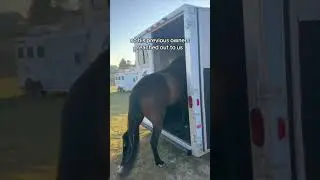 Bullied Horse Rescued 🥹