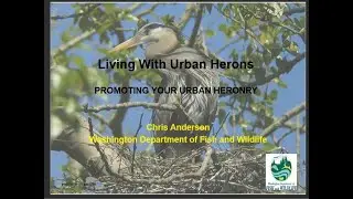 Blue Herons and Their Habitats