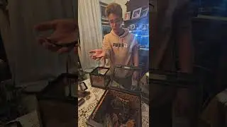 Rehouse per il mio scinco di fuoco Draco#foryou #exoticpets #interesting #animals #reptiles #italy