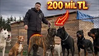 ¡El Cane Corso que parece tigre y vale 200,000 TL: una leyenda de perro!