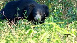 Indian Wildlife Safari - Sloth Bear