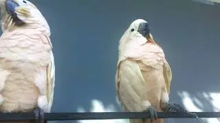 #topdailylist Lovely Animals