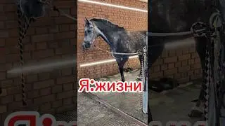 #актив #equestrian #horse #лошади #интересно #horseriding #love #pony #hobbyhorsing