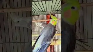 #birds #parrot #bird #business #birdbusiness #birdspecies #birdsaviary #religion #birdslover #pigeon