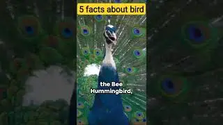 Feathered Facts: 5 Amazing Bird Truths #shorts