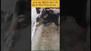 So Cute Puppy ❤️😘|dog videos|#shorts #dog #dogvideo #puppy @tomjeyvines