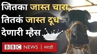 murrah buffalo Dairy Farming : दुप्पट उत्पन्न मिळवून देणाऱ्या मुर्रा जातीच्या म्हशी