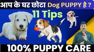 11 Puppy Care Tips for Beginners