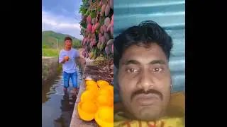 Chinese mango farming || 🥭 #shorts #fruit #mango #fruitcutting #shortvideo #mangovarieties #duet