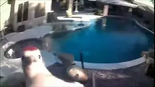 Woodpecker Violently Pecks Camera