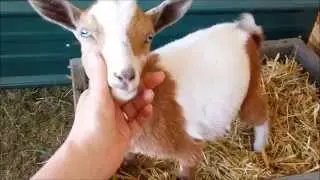 Baby Goats | Litter Box Trained | Cute