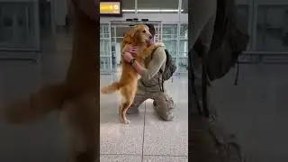 Security Cam: Retired Soldier Reunites With His Dog at the Airport