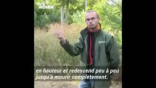 Changement climatique :  l'ONF prépare la forêt de demain