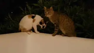 Pets in Fragokastelo